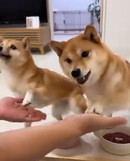 お手をする2匹の犬