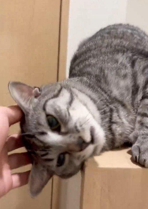 撫でられる猫