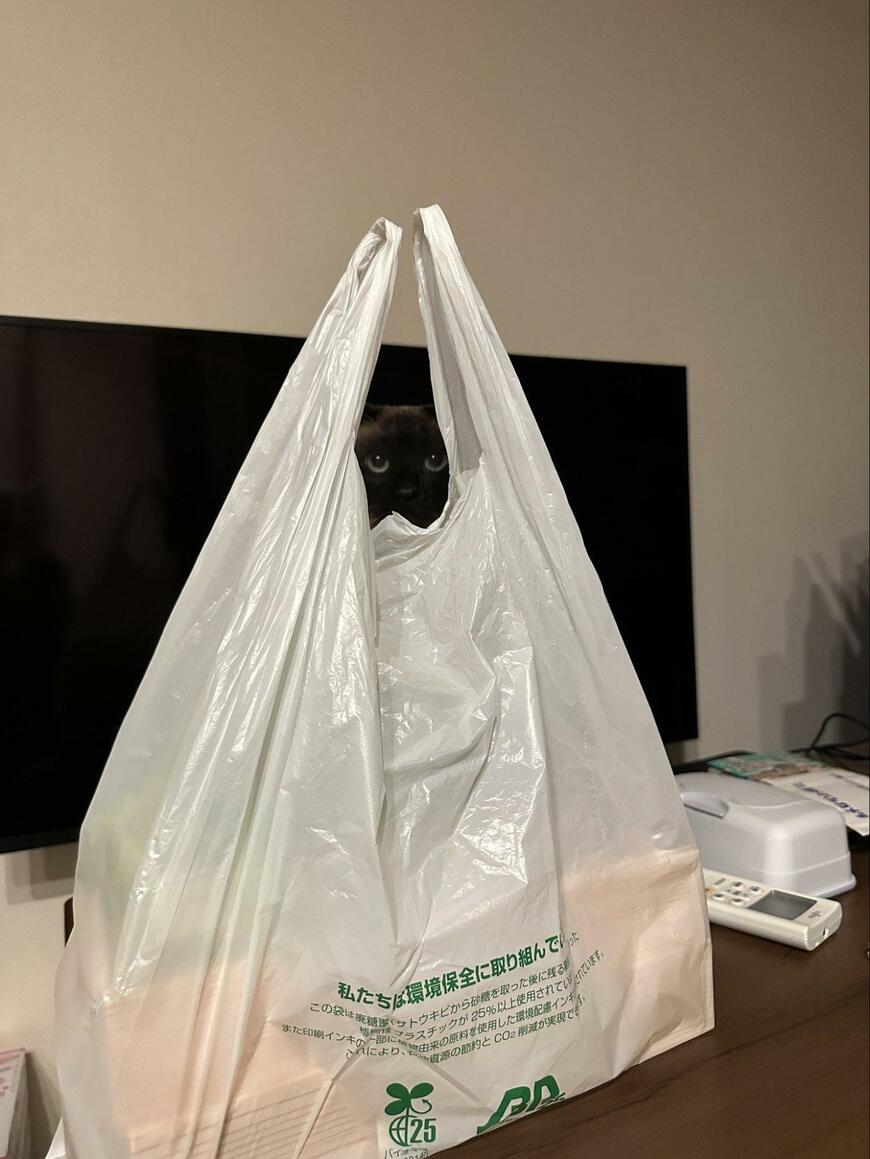 ビニール袋の取っ手の間から除く黒猫