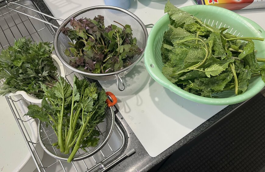 採集したたくさんの野草