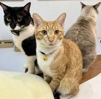 【奇跡の1枚】猫3匹が作る「バニャーダ」トライアングル！案の定「抜け出せない」魅力が満載です