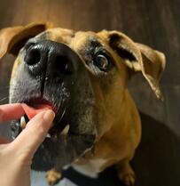 美味しいものを食べた土佐犬さん　わかりやすい表情があまりにも愛おしい