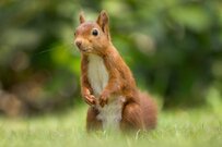 基礎年金は月額5.5万円。では厚生年金の平均は？