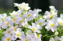 【冬のホワイトガーデン】雪のように美しい《寒さに強い花》10選！日陰・植えっぱなしOKの植物も