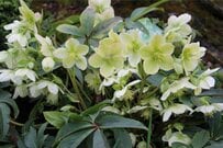 【植えっぱなしOK】冬ガーデンをおしゃれに彩る多年草《定番花4選》