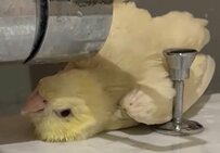 【エアー水浴びとは？】最小限の水で最大限に遊べるインコの姿が話題！