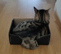 ダンボールに入った「猫の背中」が液体化？　かわいすぎる1枚に悶絶してしまう