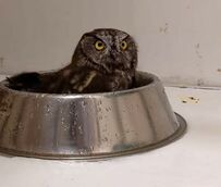 【水浴びを楽しむフクロウ】豪快な羽使いでビショビショ！満足げな表情が愛おしい