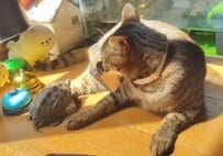 寄り添おうとする亀に「いいから」とスケボーを渡す猫　「当たり前に意思疎通が図れてる」