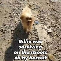 「路上でたった一匹で生きていた子犬」生後5ヶ月で体重2.6㎏　保護され診療所で過ごす中で元気にスクスクと成長