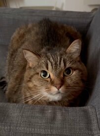 【1万4000いいね】朝起きると…猫がまさかの表情に！？思わず目を疑う姿が大反響