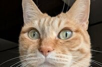 普段は小顔なのに「デカい顔の猫」が話題に　「この画角は神」「ぼやけ方もアングルも素晴らしい」