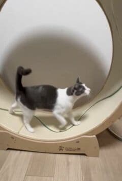 愛猫がキャットホイールを歩行 友人の一言で気がついた「筋骨隆々な姿」にホッコリ