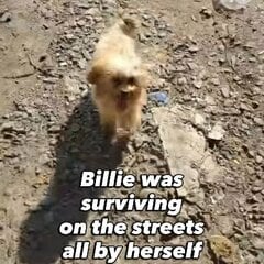 「路上でたった一匹で生きていた子犬」生後5ヶ月で体重2.6㎏　保護され診療所で過ごす中で元気にスクスクと成長