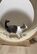 愛猫がキャットホイールを歩行　友人の一言で気がついた「筋骨隆々な姿」にホッコリ