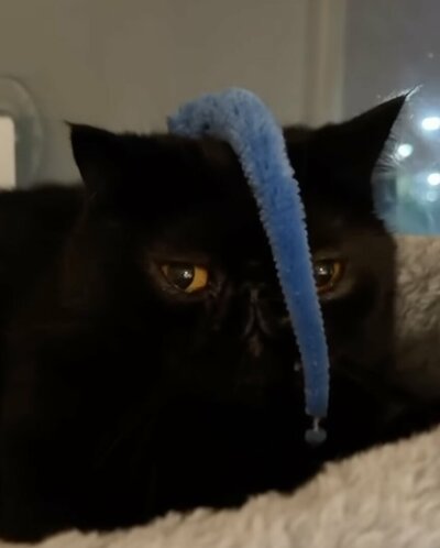 されるがまま