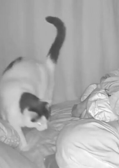 枕元に佇む猫ちゃん