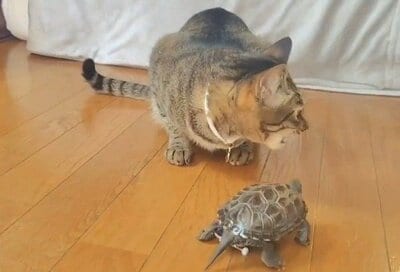 おやつを食べる小雪ちゃんに近づく軍曹くん