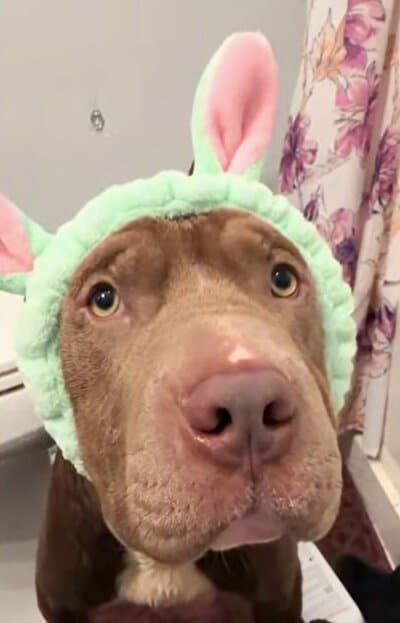 うさぎの耳のヘアバンドをつけ、カメラを見つめる犬