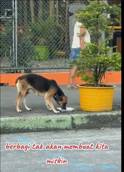 差し出された食事を口にする野良犬