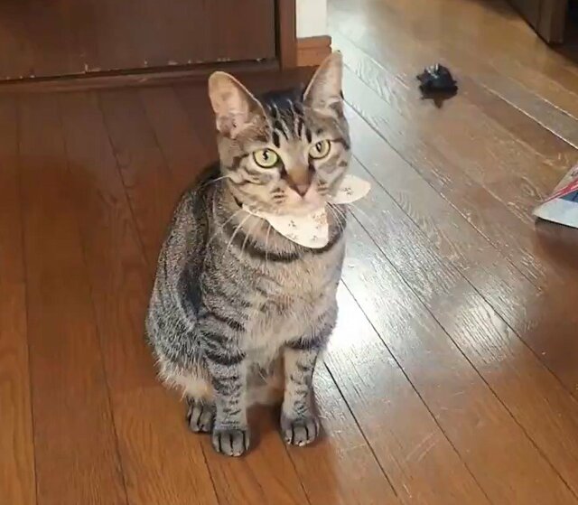 高性能な「猫発見器」がかわいい　「追尾能力も高性能！」と話題に