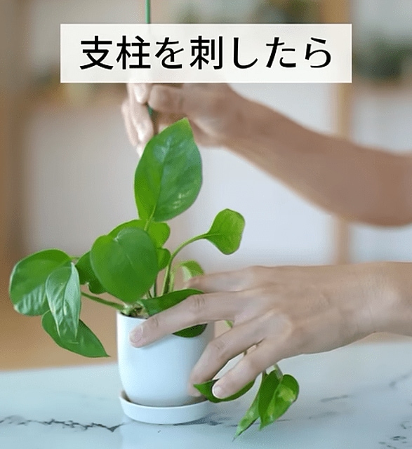 出所：@kurumidorichannel