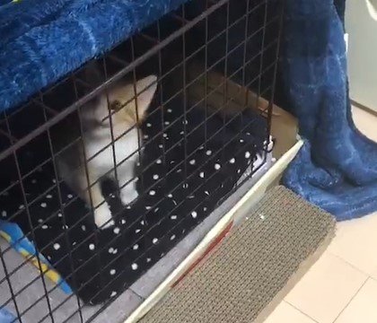 出所：@mero627puri914