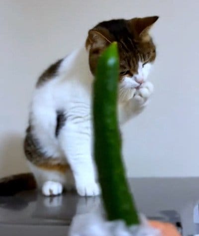 猫ちゃんにきゅうりを見せたらどうなる?!想像していなかったまさかの反応に大爆笑