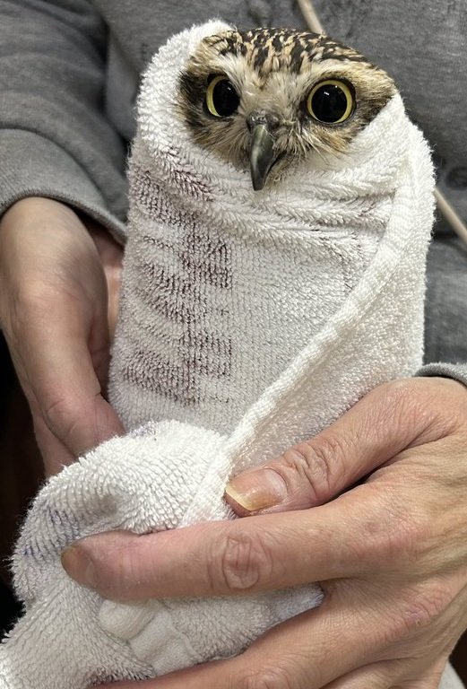 出所：@chimaki_anahori