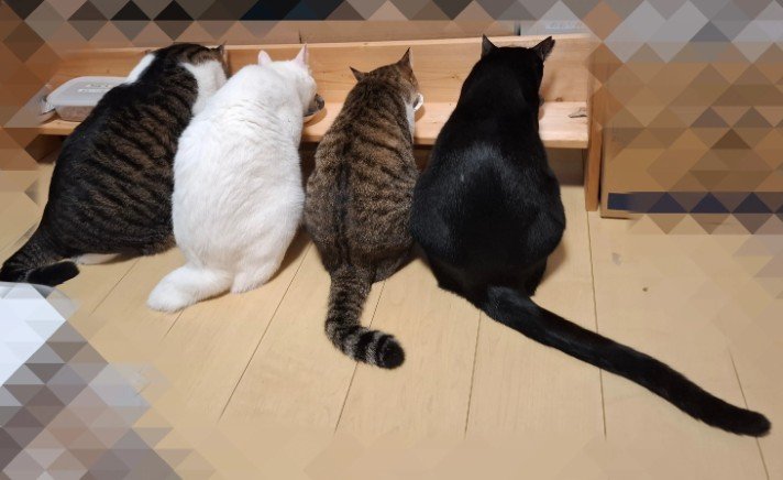 黒猫さんのシッポが長い！