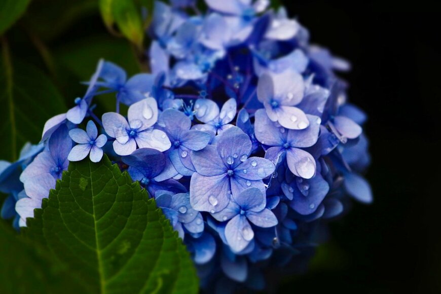 MareSal Photographie