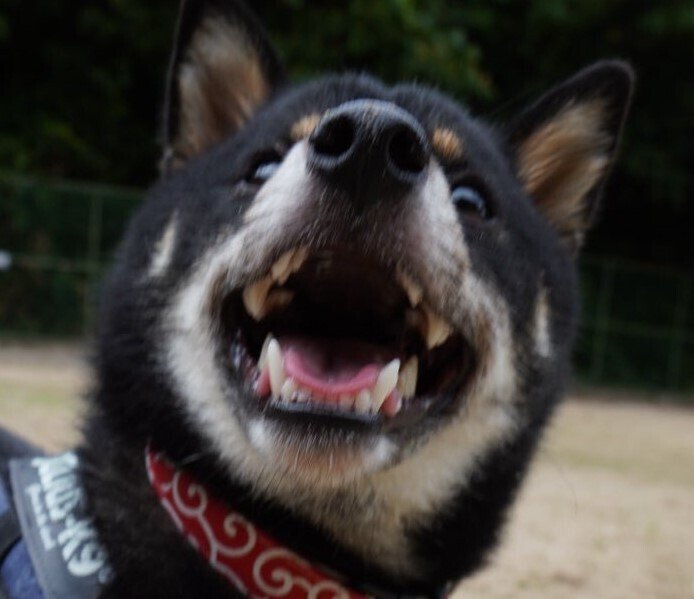 出所：＠kuroshibapeko