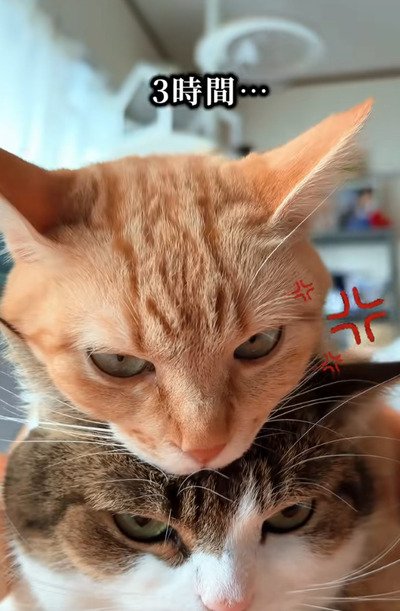 出所：＠nikoandkotatorowasabi