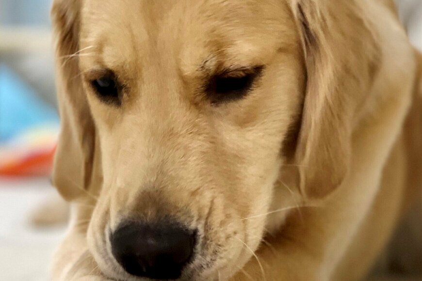 「今日もお仕事頑張るワン！」ママの大切なメモをシュレッダーしちゃう犬がかわいすぎて笑いがこぼれる