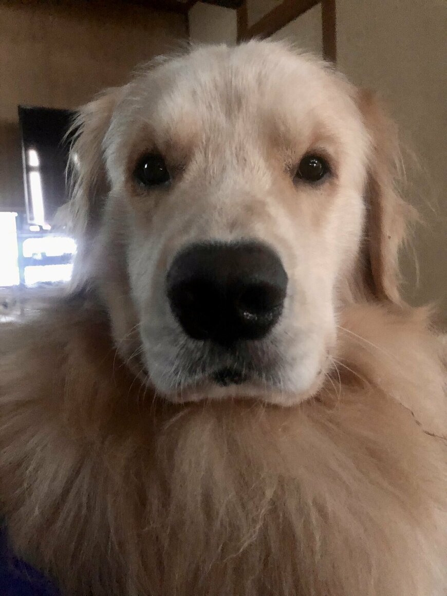 出所：@elmo_golret