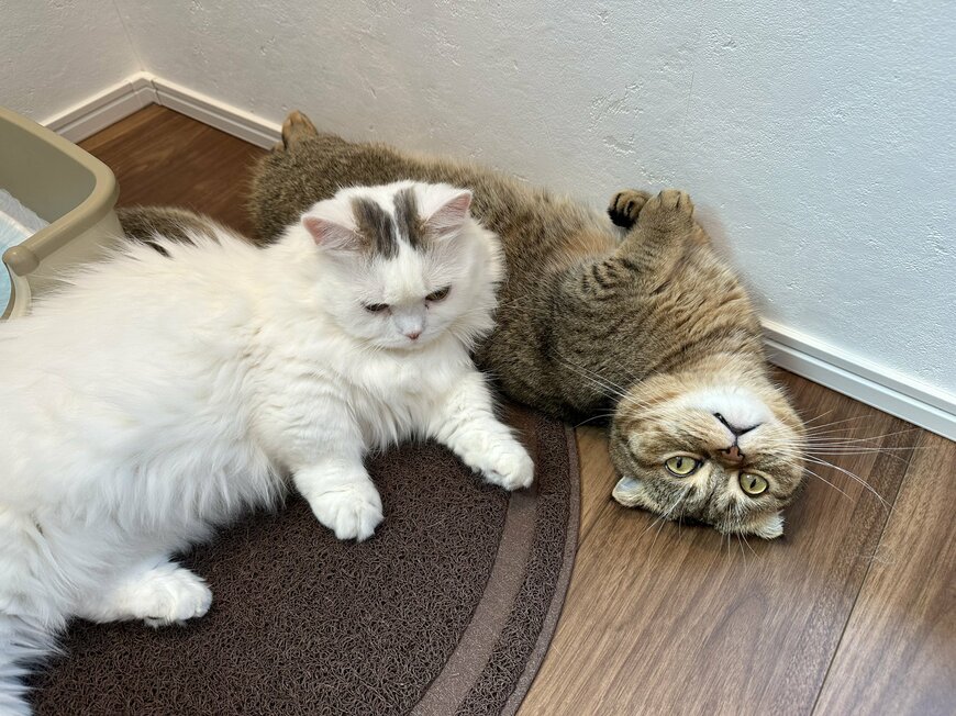 出所：@ponpokopontanu