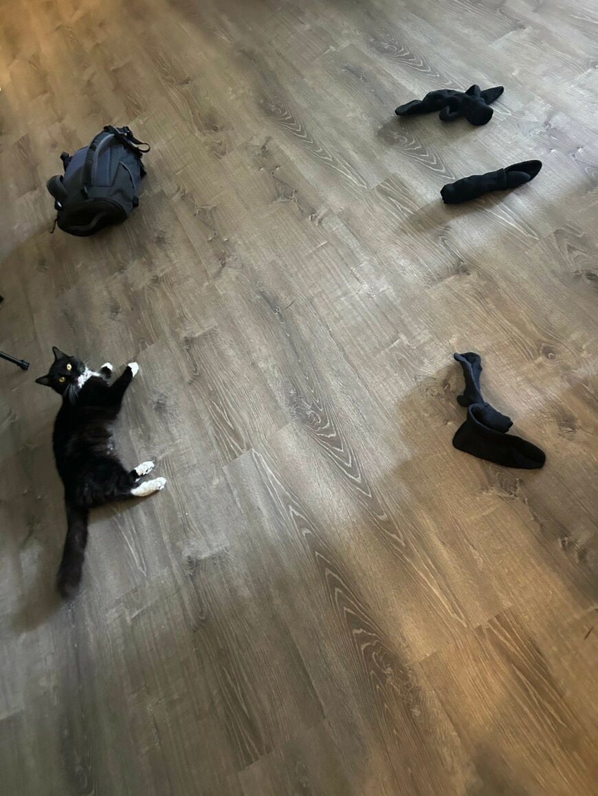 暇になると「靴下やパンツ」を運んでくる愛猫　可愛い行動に「懐いてますね」「えらいね！」