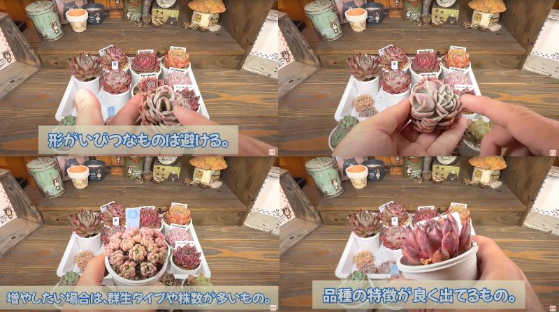 出所：@四十郎の多肉チャンネル