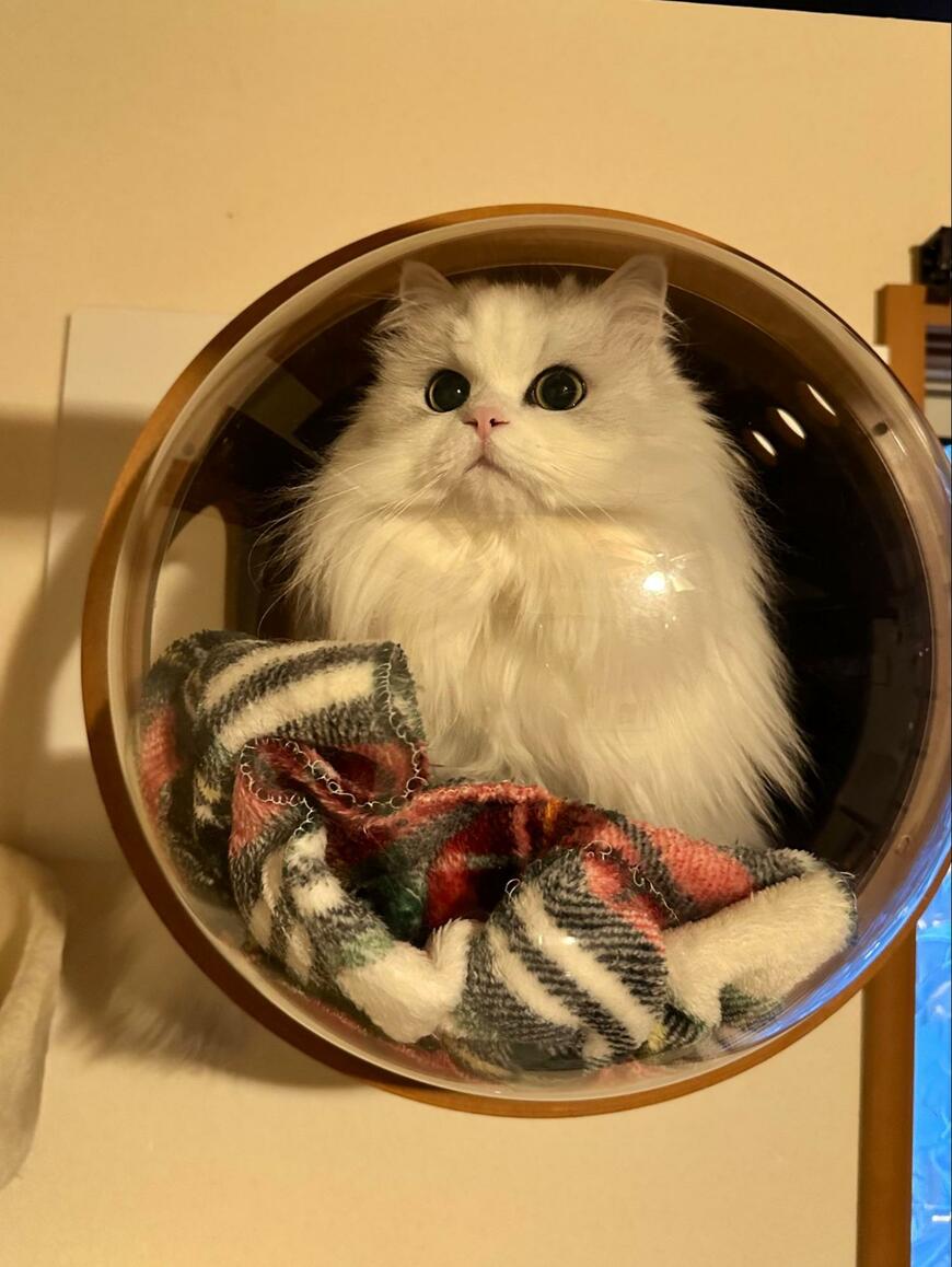 出所：@NEKOLAND13