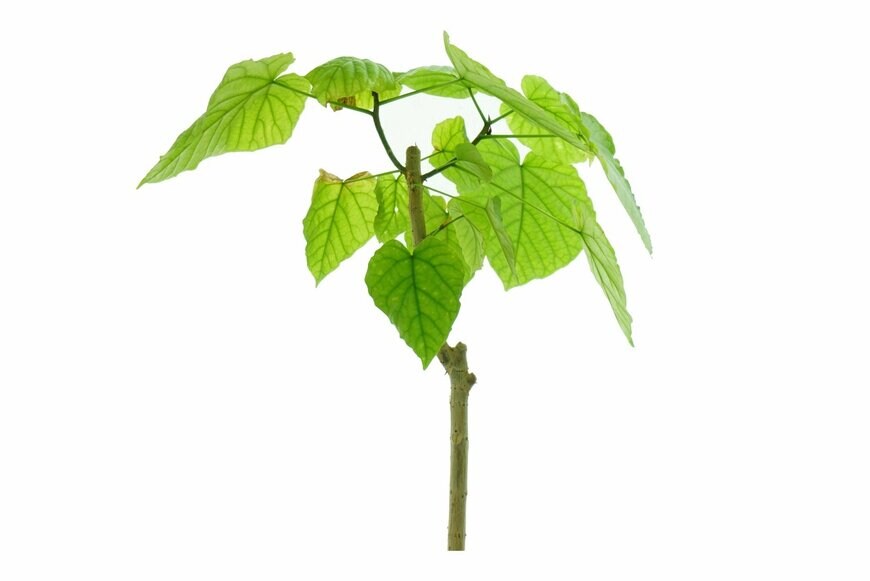 Ruby KIM/istockphoto.com