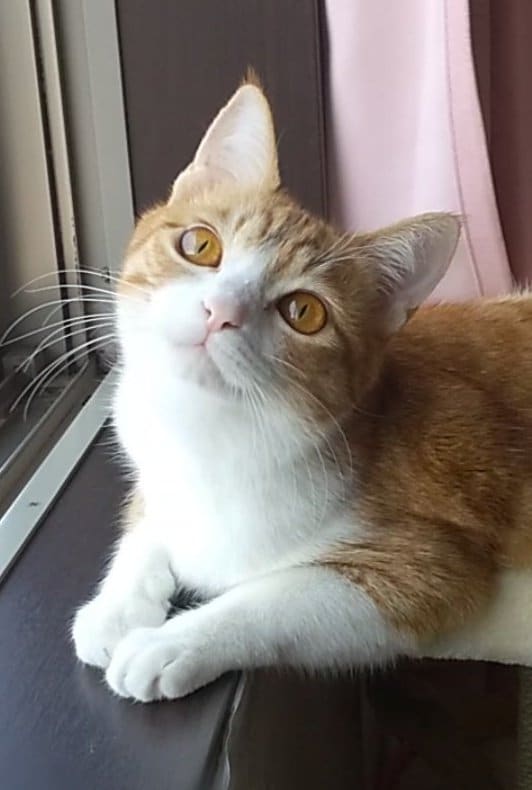 出所：@mero627puri914