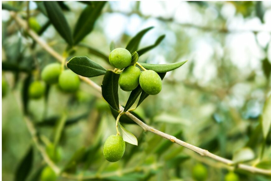 bluebeat76//istockphoto.com