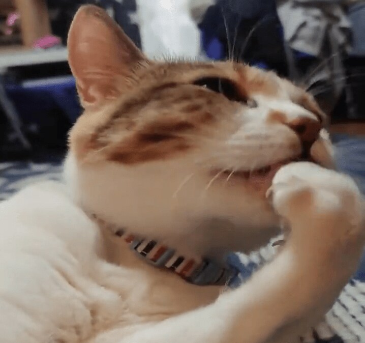 出所：@naokowatanabe5