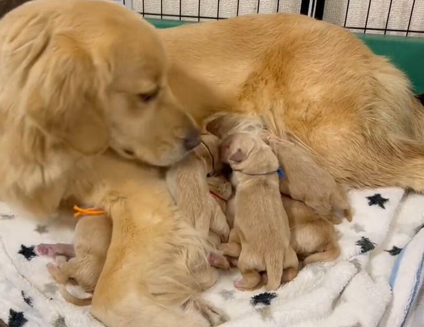 出所：@pu_channeldesu 