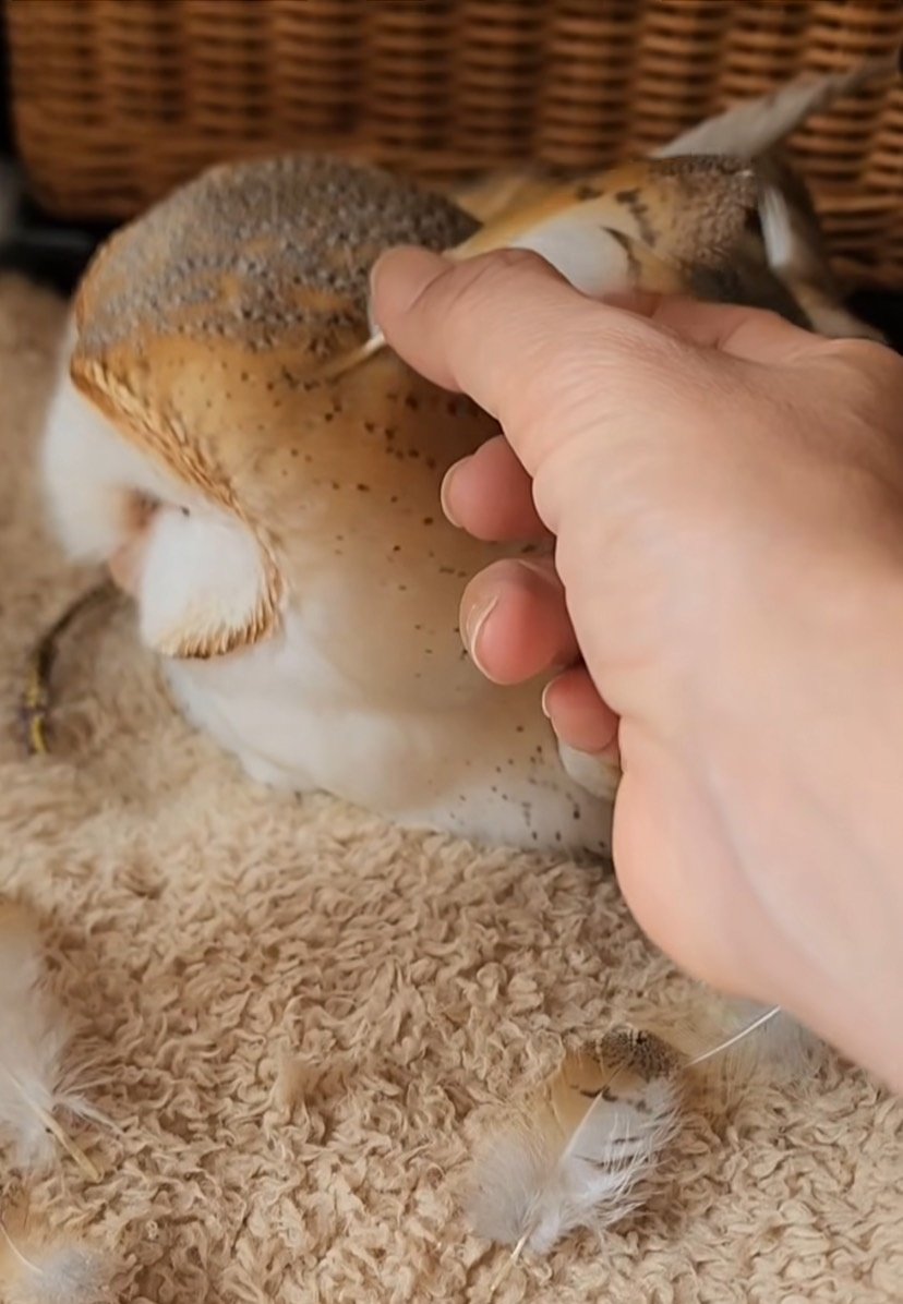 出所：@miki4wan108