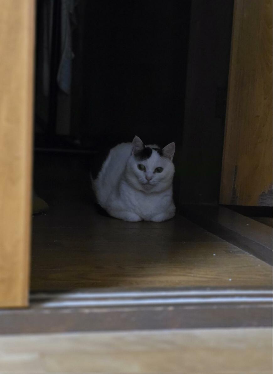 出所：@sironezumi77