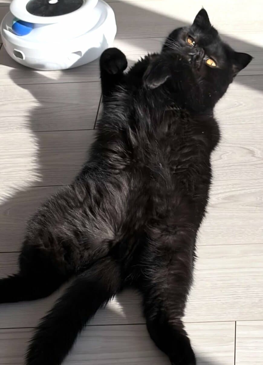 出所：@kotetsu_0420