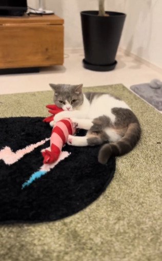 【おもちゃを取り合う猫ちゃんたち】勝負に勝った猫ちゃんの元気いっぱいな“ケリケリ”に注目