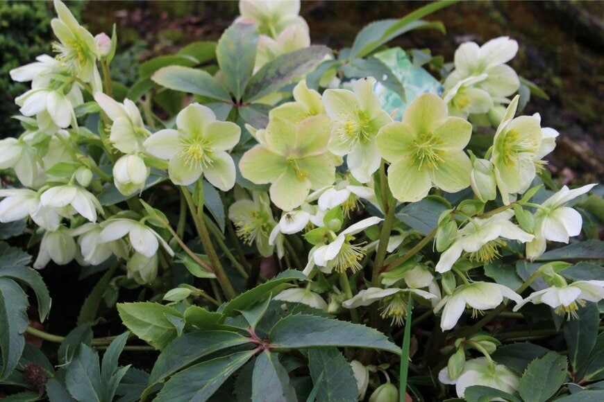 【植えっぱなしOK】冬ガーデンをおしゃれに彩る多年草《定番花4選》