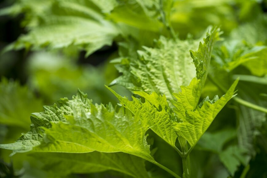 Shun Tokiya/istockphoto.com